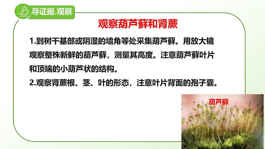 【核心素養(yǎng)】晉少版（2024）生物七年級(jí)上冊(cè) 2.1.2  植物（一、苔蘚植物和蕨類植物） 同步課件第4頁