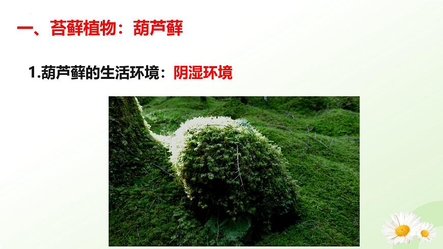 【核心素養(yǎng)】晉少版（2024）生物七年級(jí)上冊(cè) 2.1.2  植物（一、苔蘚植物和蕨類植物） 同步課件第6頁