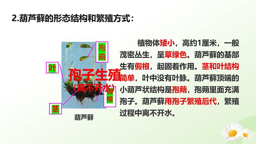 【核心素養(yǎng)】晉少版（2024）生物七年級(jí)上冊(cè) 2.1.2  植物（一、苔蘚植物和蕨類植物） 同步課件第7頁