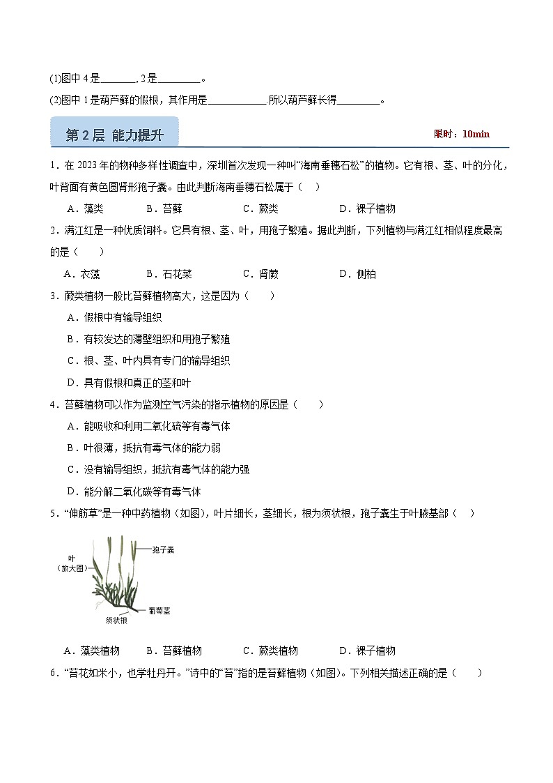 【核心素养】冀少版(2024)生物七年级上册 2.1.2 植物(一、苔藓植物和蕨类植物) 同步课件+同步练习02