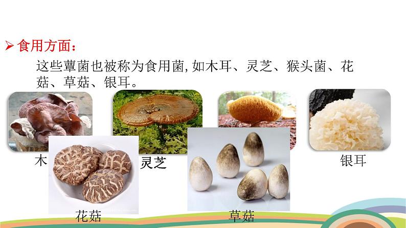 苏教版(2024)七年级生物上册课件 2.5.2 微生物和人类的关系第5页