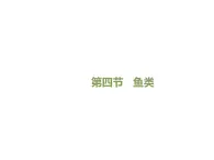 魯科五四版八年級上冊 7.1.4 魚類 課件