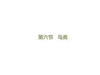 魯科五四版八年級上冊 7.1.6 鳥類 課件