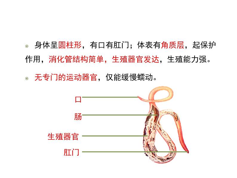 鲁科五四版八年级上册 7.1.2 线形动物和环节动物(第1课时) 课件07