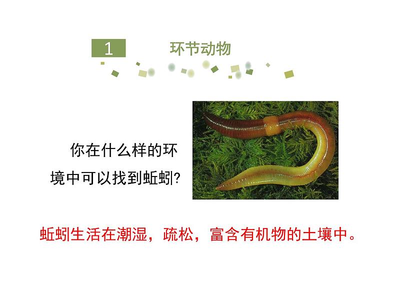 鲁科五四版八年级上册 7.1.2 线形动物和环节动物(第2课时) 课件第5页