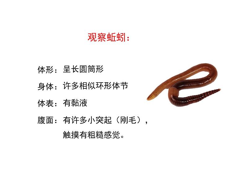 鲁科五四版八年级上册 7.1.2 线形动物和环节动物(第2课时) 课件第6页