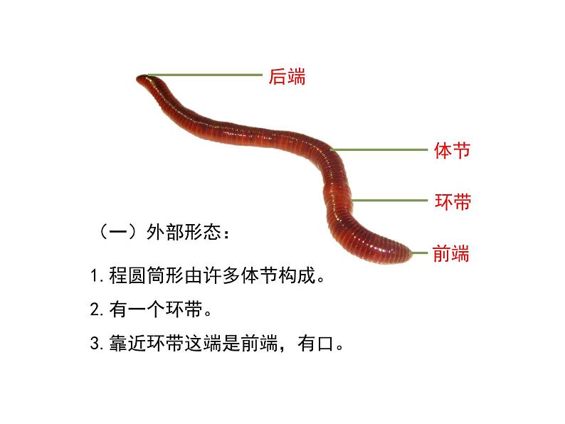 鲁科五四版八年级上册 7.1.2 线形动物和环节动物(第2课时) 课件第7页