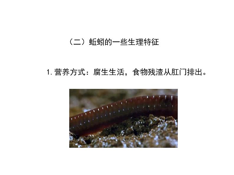 鲁科五四版八年级上册 7.1.2 线形动物和环节动物(第2课时) 课件第8页