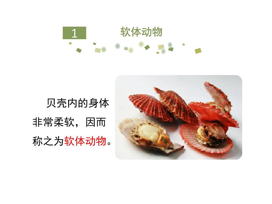魯科五四版八年級上冊 7.1.3 軟體動物與節(jié)肢動物（第1課時） 課件第5頁