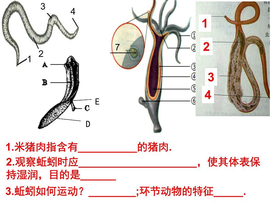 生物魯科五四版八年級上冊 7.1.3軟體動物和節(jié)肢動物 課件第2頁
