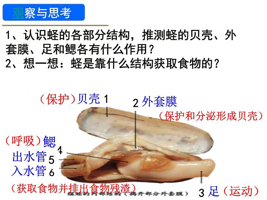 生物魯科五四版八年級上冊 7.1.3軟體動物和節(jié)肢動物 課件第4頁