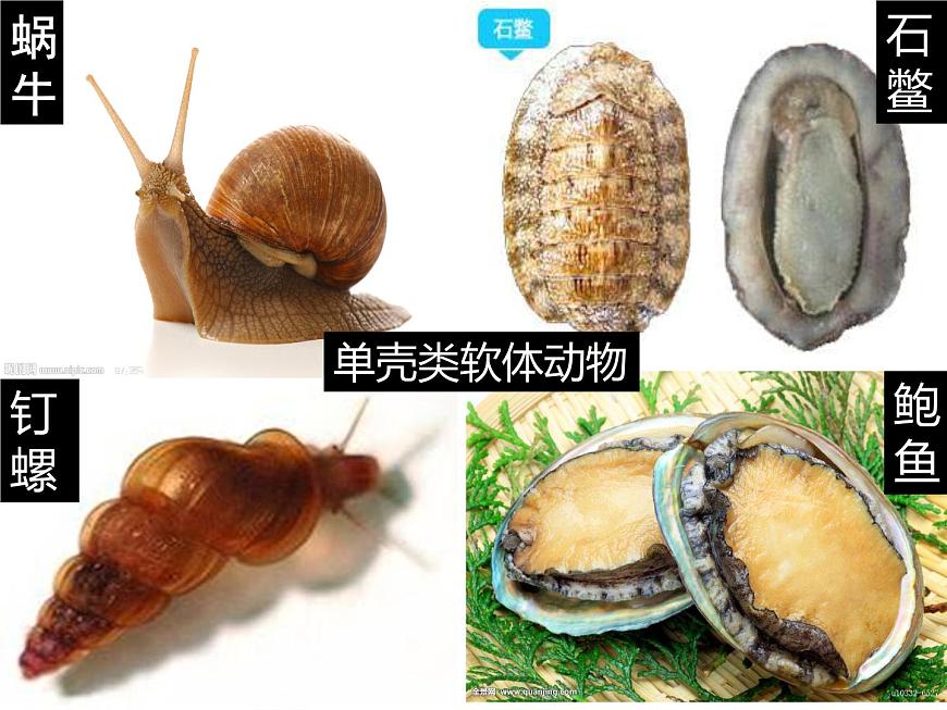 生物魯科五四版八年級上冊 7.1.3軟體動物和節(jié)肢動物 課件第6頁