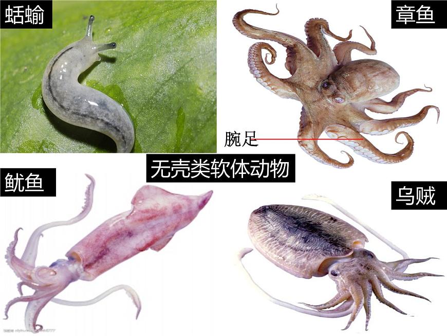 生物魯科五四版八年級上冊 7.1.3軟體動物和節(jié)肢動物 課件第7頁