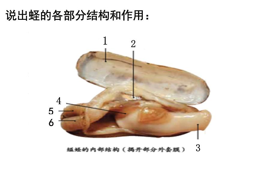 生物魯科五四版八年級上冊 7.1.3軟體動物和節(jié)肢動物 課件第8頁