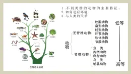 生物鲁科五四版八年级上册 7.1.1  腔肠动物和扁形动物 课件