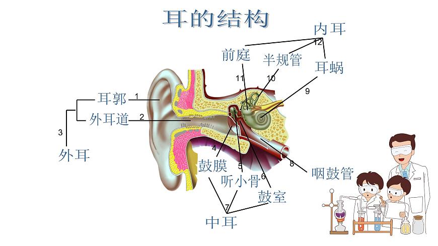 蘇科版八上生物 16.2《人體對信息的感知》課件第4頁
