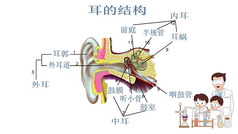 苏科版八上生物 16.2《人体对信息的感知》课件04
