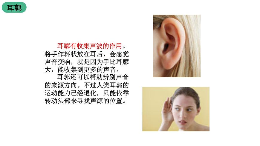 蘇科版八上生物 16.2《人體對信息的感知》課件第6頁