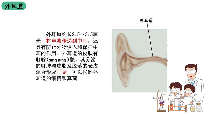 苏科版八上生物 16.2《人体对信息的感知》课件07