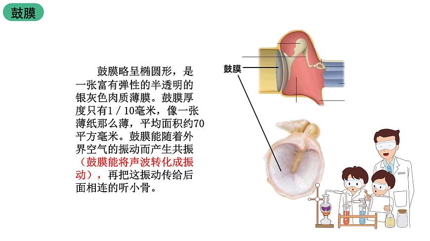 蘇科版八上生物 16.2《人體對信息的感知》課件第8頁