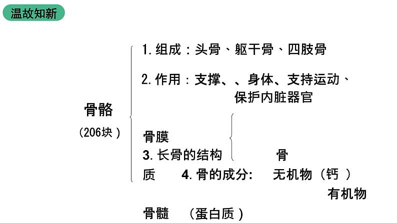 苏科版八上生物 17.1 《人体的运动》(二)课件02