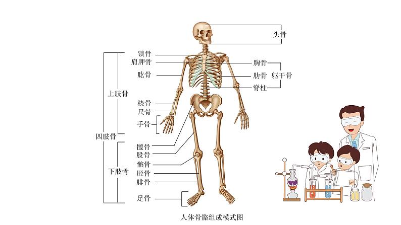 苏科版八上生物 17.1 《人体的运动》(二)课件03