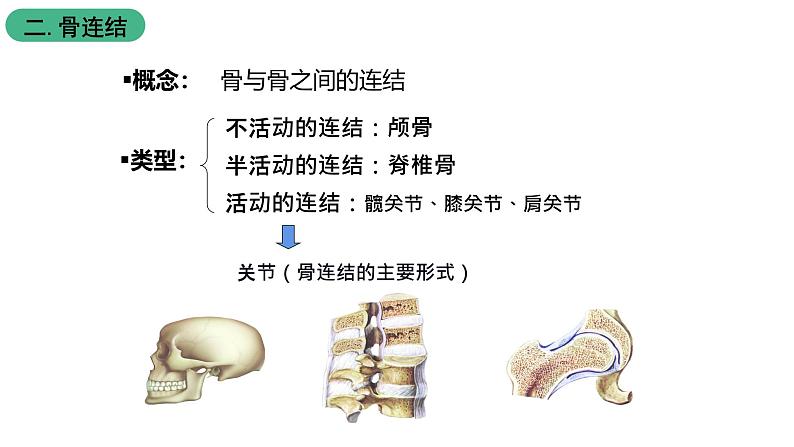 苏科版八上生物 17.1 《人体的运动》(二)课件04