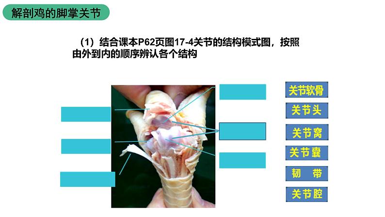 苏科版八上生物 17.1 《人体的运动》(二)课件06
