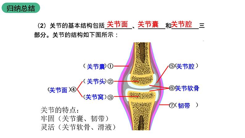 苏科版八上生物 17.1 《人体的运动》(二)课件07