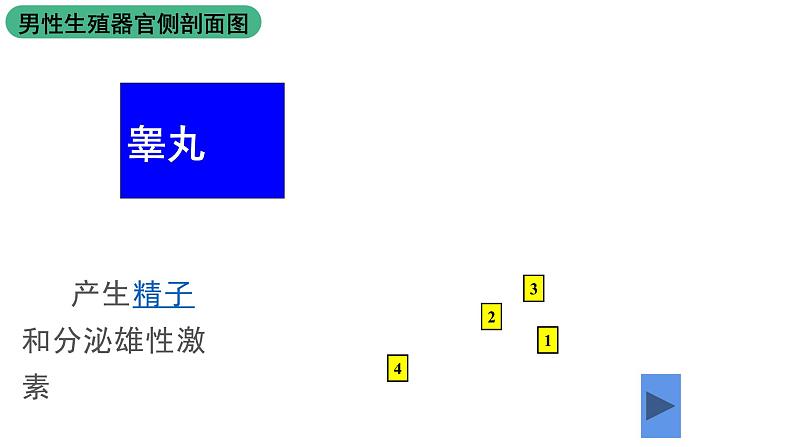 苏科版八上生物 21.1《人的生殖》课件07