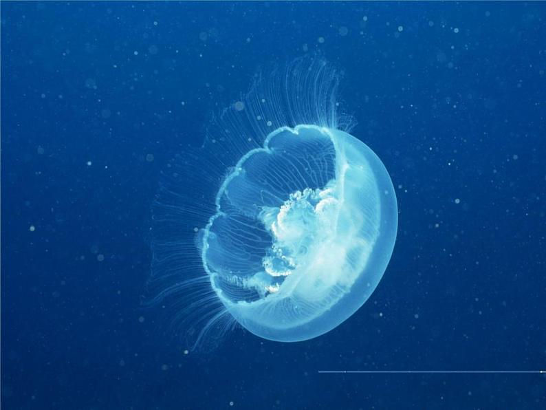 苏科版新课标七年级生物上册第一节生物与生物学PPT课件(含视频)08