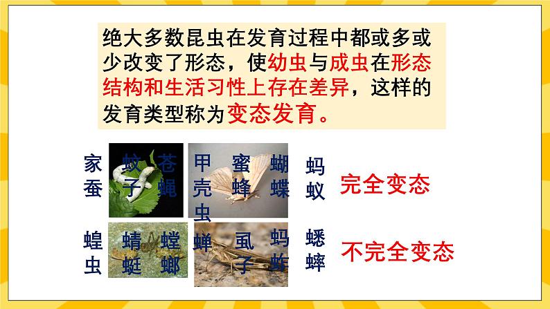 北京版生物八年级上册 10.2动物的生殖和发育 课件08