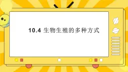 北京版生物八年级上册 10.4 生物生殖的多种方式  课件