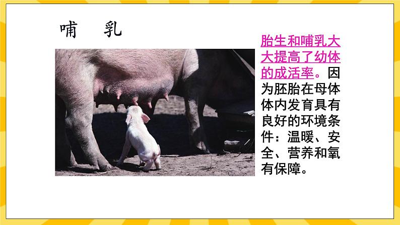 北京版生物八年级上册 10.4 生物生殖的多种方式 课件07