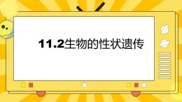 北京版生物八年级上册 11.2生物的性状遗传  课件