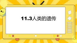 北京版生物八年级上册 11.3人类的遗传  课件