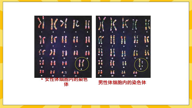 北京版生物八年级上册 11.3人类的遗传 课件06