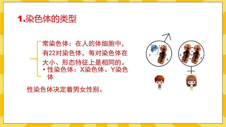 北京版生物八年级上册 11.3人类的遗传 课件07