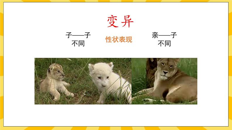 北京版生物八年级上册 11.4生物的变异 课件02