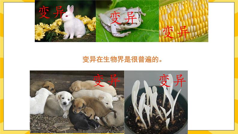 北京版生物八年级上册 11.4生物的变异 课件03