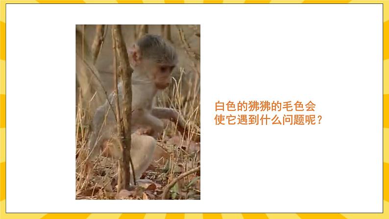 北京版生物八年级上册 11.4生物的变异 课件05
