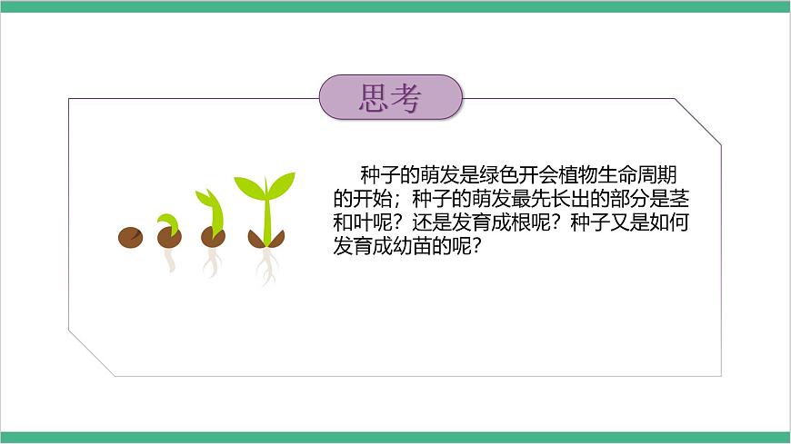 冀少版生物八上 3.1.1《種子萌發(fā)的過程》課件第3頁