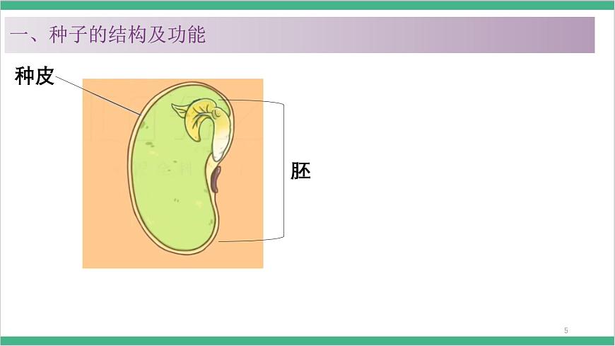 冀少版生物八上 3.1.1《種子萌發(fā)的過程》課件第6頁