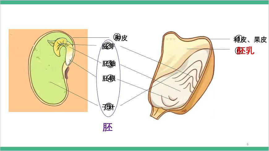 冀少版生物八上 3.1.1《種子萌發(fā)的過程》課件第7頁