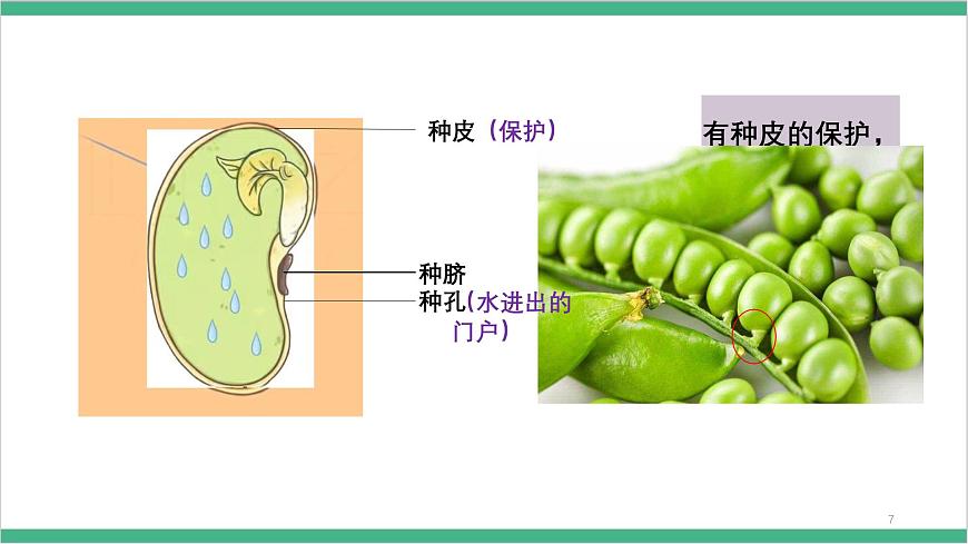 冀少版生物八上 3.1.1《種子萌發(fā)的過程》課件第8頁