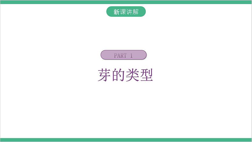 冀少版生物八上 3.1.3《芽的發(fā)育》課件第4頁