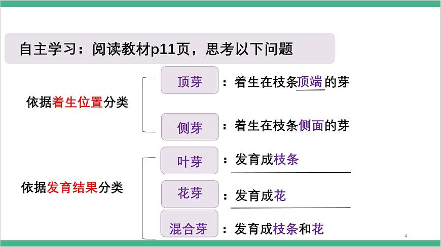 冀少版生物八上 3.1.3《芽的發(fā)育》課件第5頁