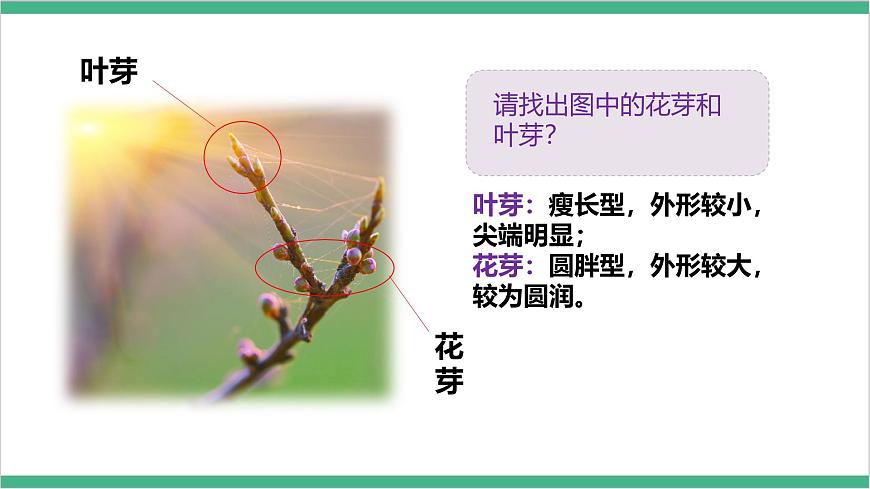 冀少版生物八上 3.1.3《芽的發(fā)育》課件第8頁