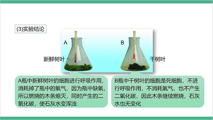 冀少版生物八上3.4.1《呼吸作用 》課件第8頁