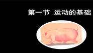 初中生物冀少版（2024）八年级上册第一节 运动的基础优秀ppt课件